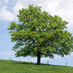 Dub letný (Quercus robur)  - výška 80-100 cm, kont. C5L